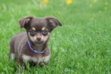 Chihuahua (reu) 25383