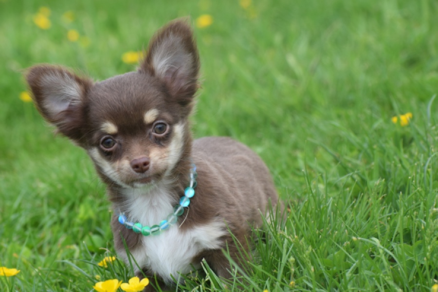 Chihuahua (teef) 02441