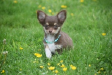 Chihuahua (teef) 02441