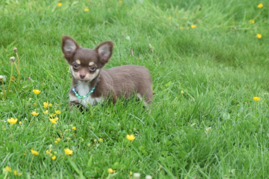Chihuahua (teef) 02441