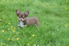 Chihuahua (teef) 02441
