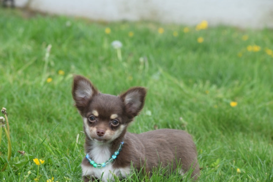 Chihuahua (teef) 02441