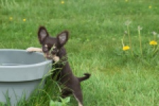 Chihuahua (teef) 02440