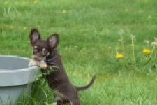 Chihuahua (teef) 02440