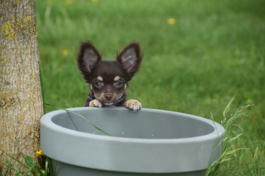 Chihuahua (teef) 02440
