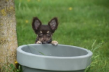 Chihuahua (teef) 02440