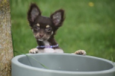 Chihuahua (teef) 02440