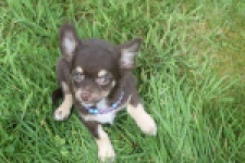 Chihuahua (teef) 02440
