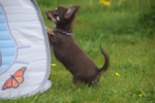 Chihuahua (teef) 02440