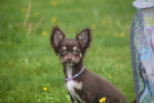 Chihuahua (teef) 02440