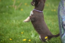 Chihuahua (teef) 02440
