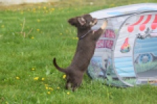 Chihuahua (teef) 02440