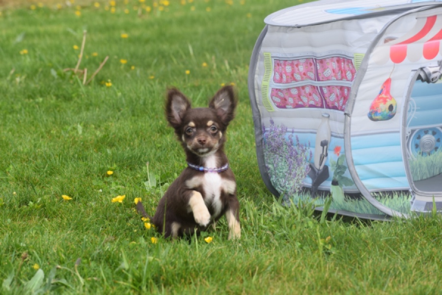 Chihuahua (teef) 02440
