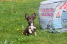 Chihuahua (teef) 02440