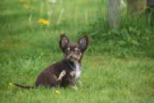 Chihuahua (teef) 02440