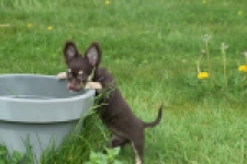 Chihuahua (teef) 02440