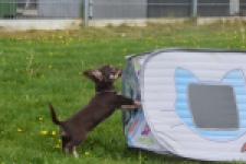 Chihuahua (teef) 02440