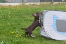 Chihuahua (teef) 02440
