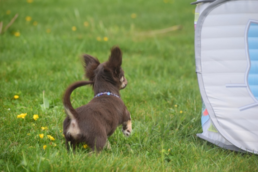 Chihuahua (teef) 02440