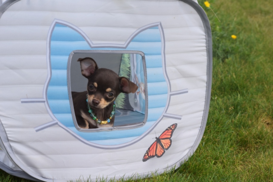 Chihuahua (teef) 02437