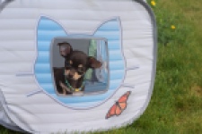 Chihuahua (teef) 02437