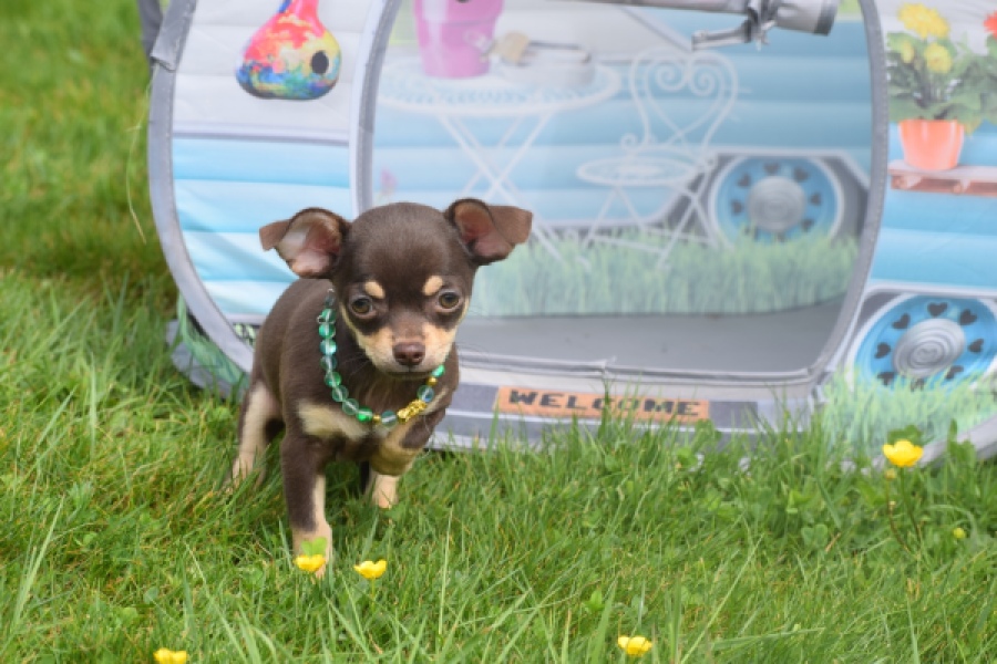 Chihuahua (teef) 02437