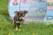 Chihuahua (teef) 02437