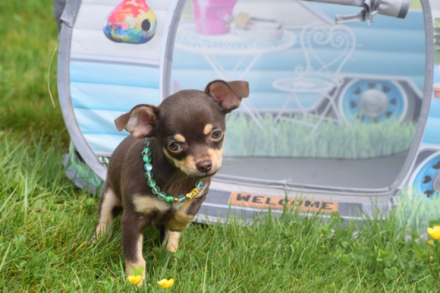 Chihuahua (teef) 02437