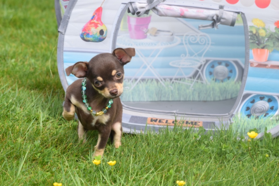 Chihuahua (teef) 02437