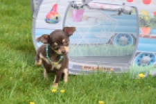 Chihuahua (teef) 02437