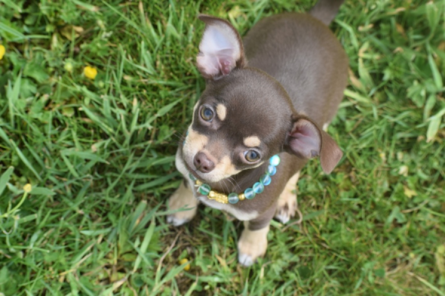 Chihuahua (teef) 02437