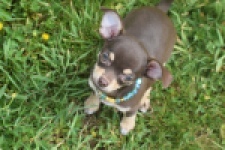 Chihuahua (teef) 02437