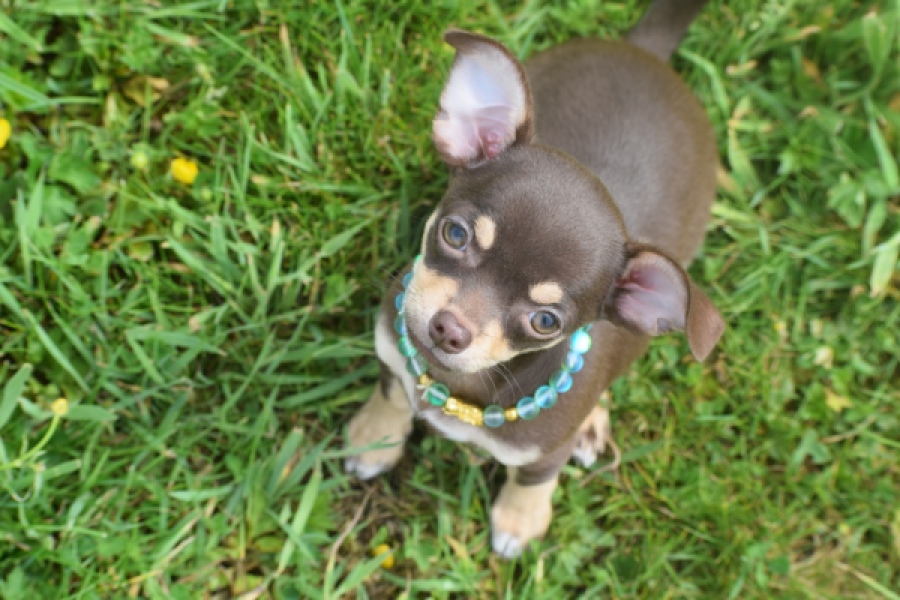 Chihuahua (teef) 02437