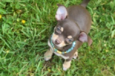Chihuahua (teef) 02437