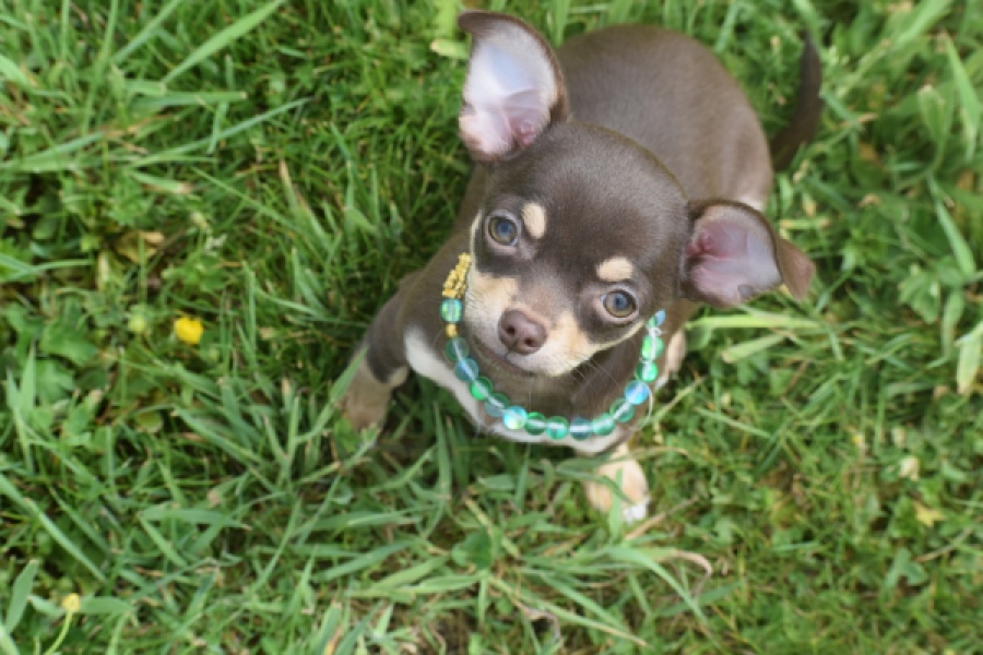 Chihuahua (teef) 02437