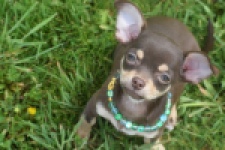 Chihuahua (teef) 02437