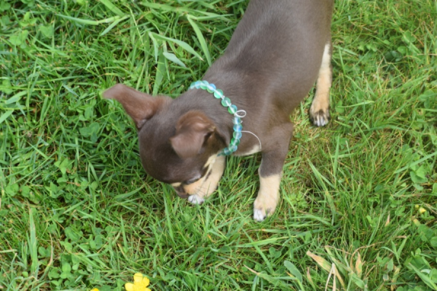 Chihuahua (teef) 02437