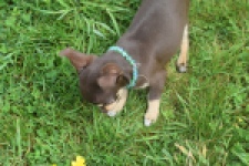 Chihuahua (teef) 02437