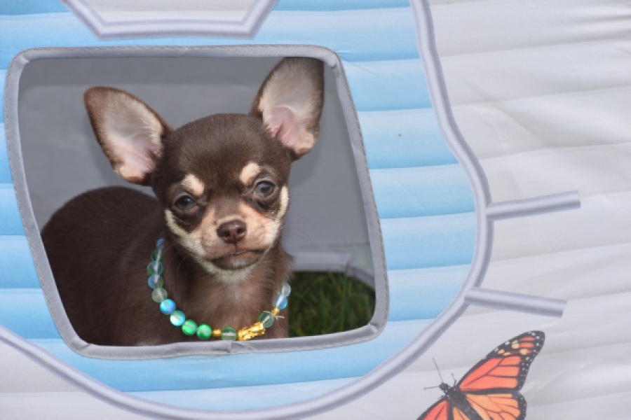 Chihuahua (teef) 02439