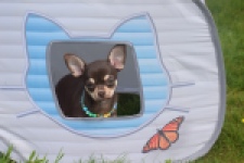 Chihuahua (teef) 02439
