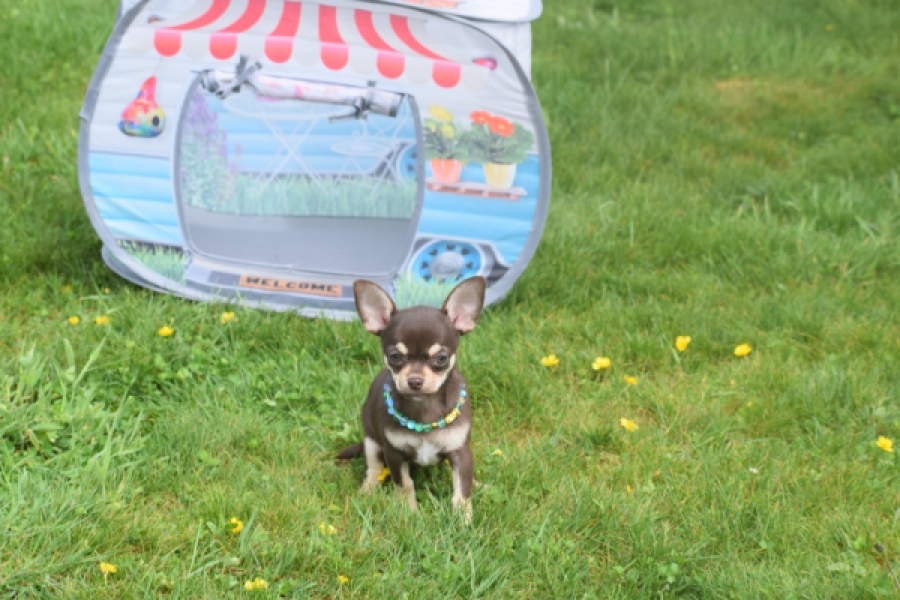 Chihuahua (teef) 02439