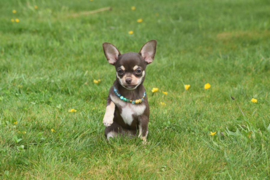 Chihuahua (teef) 02439