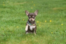 Chihuahua (teef) 02439