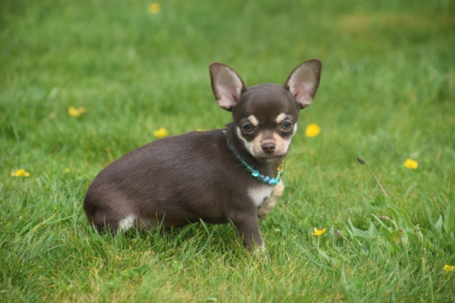 Chihuahua (teef) 02439