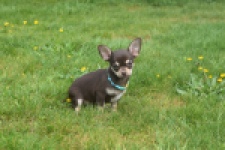 Chihuahua (teef) 02439