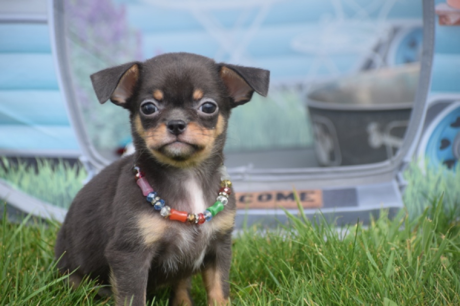 Chihuahua (reu) 63203