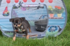 Chihuahua (reu) 63203