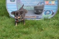 Chihuahua (reu) 63203