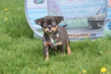 Chihuahua (reu) 63203
