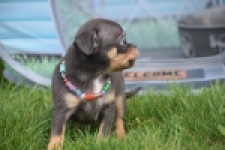 Chihuahua (reu) 63203